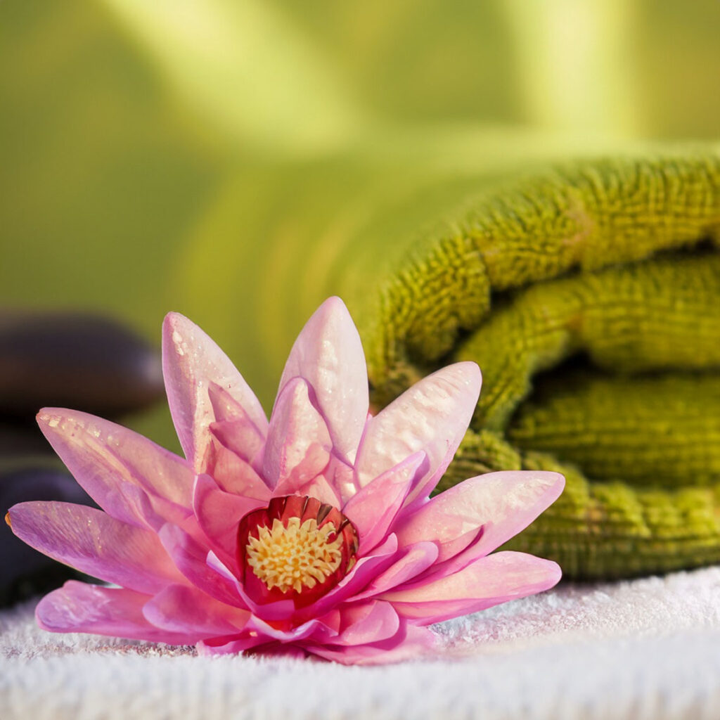 Lotusblüte